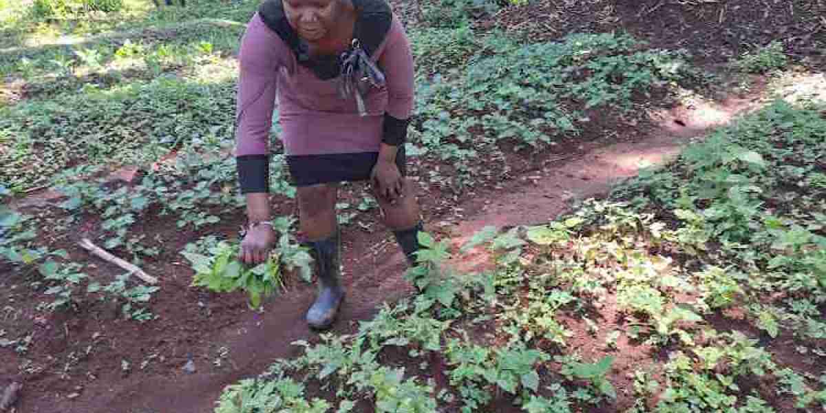 Researchers seek to reclaim indigenous vegetables in agricultural landscape