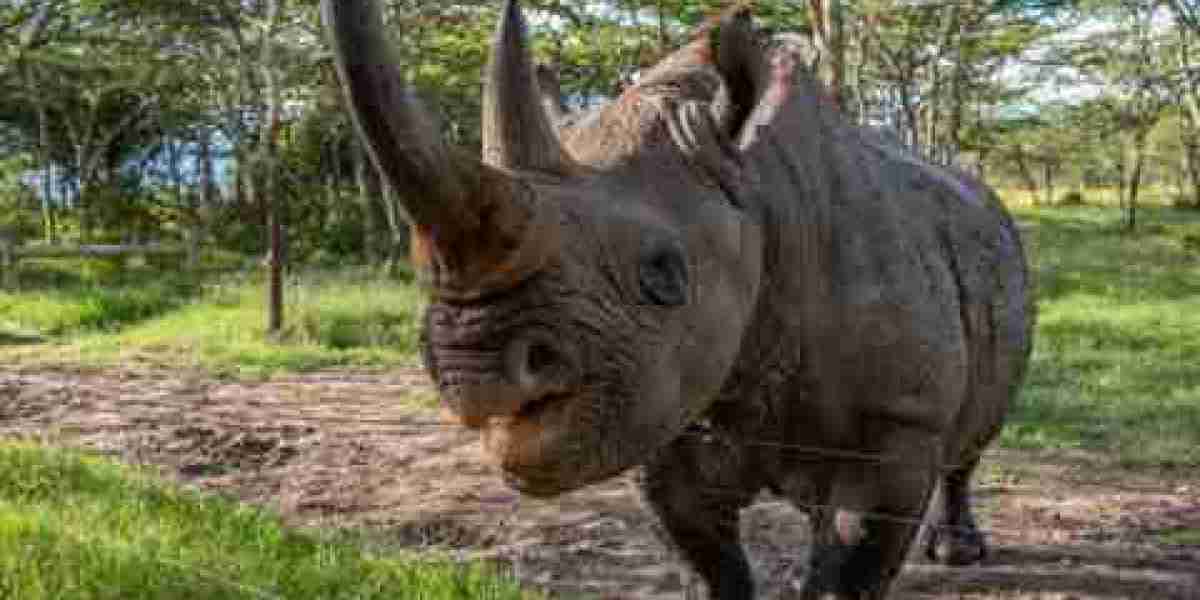 Meet Baraka the blind rhino as he navigates life