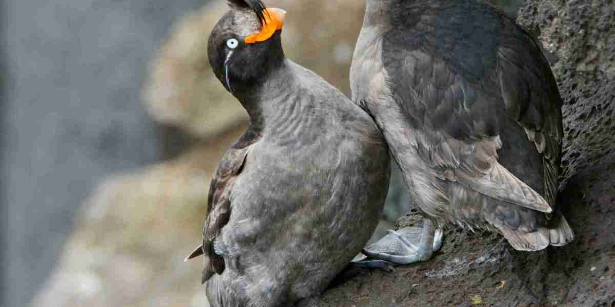 Why these seabirds stage a rowdy springtime love-in
