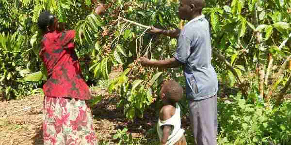 Excitement as coffee prices hit record highs