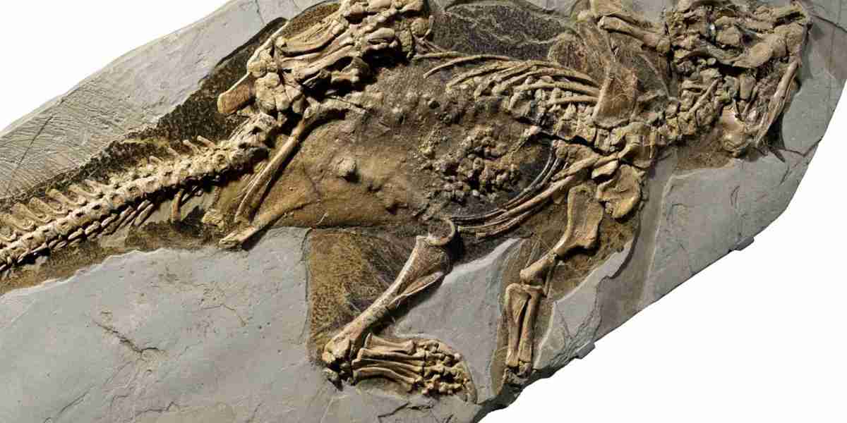 A dinosaur ‘belly button’? This 130 million-year-old fossil reveals that—and more