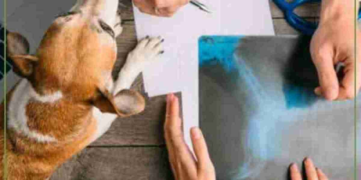 Fallo hepático en perros: causas, síntomas y tratamiento