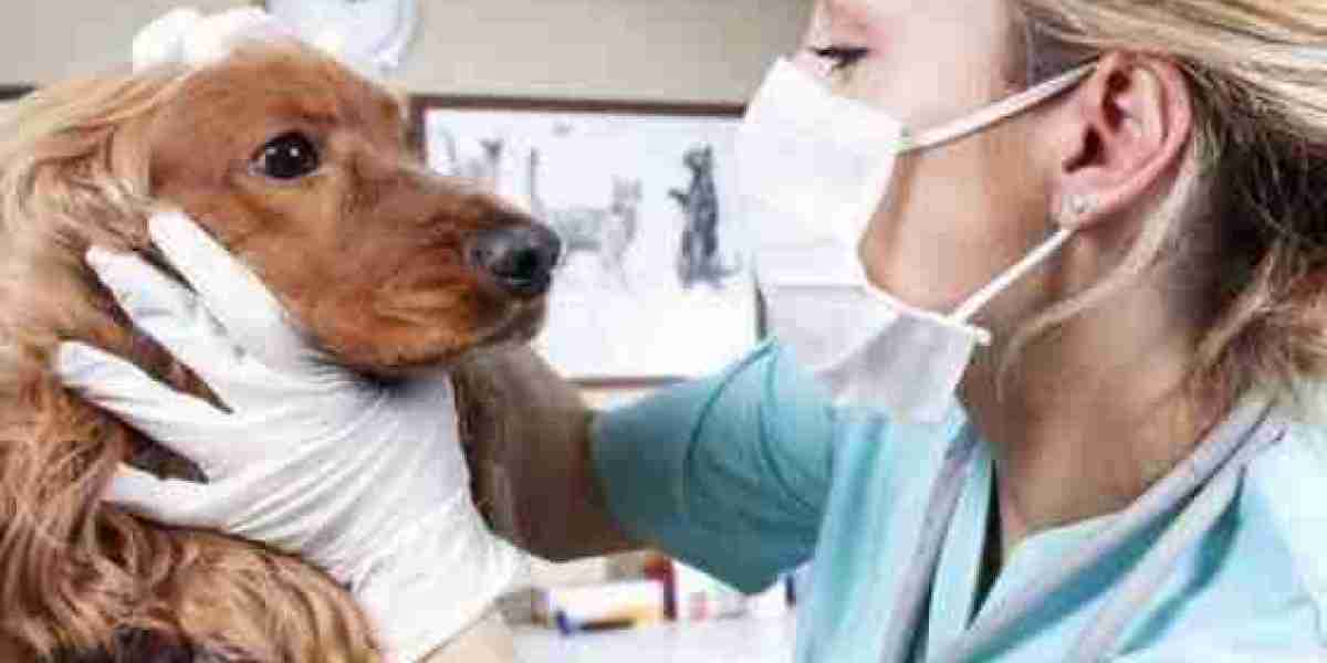 Study: New Blood Test Makes It Easier to Detect Liver Disease in Dogs
