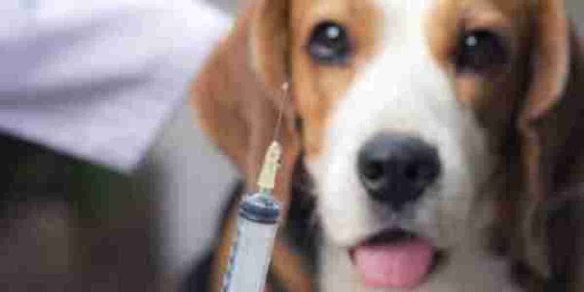 Liver Disease in Dogs