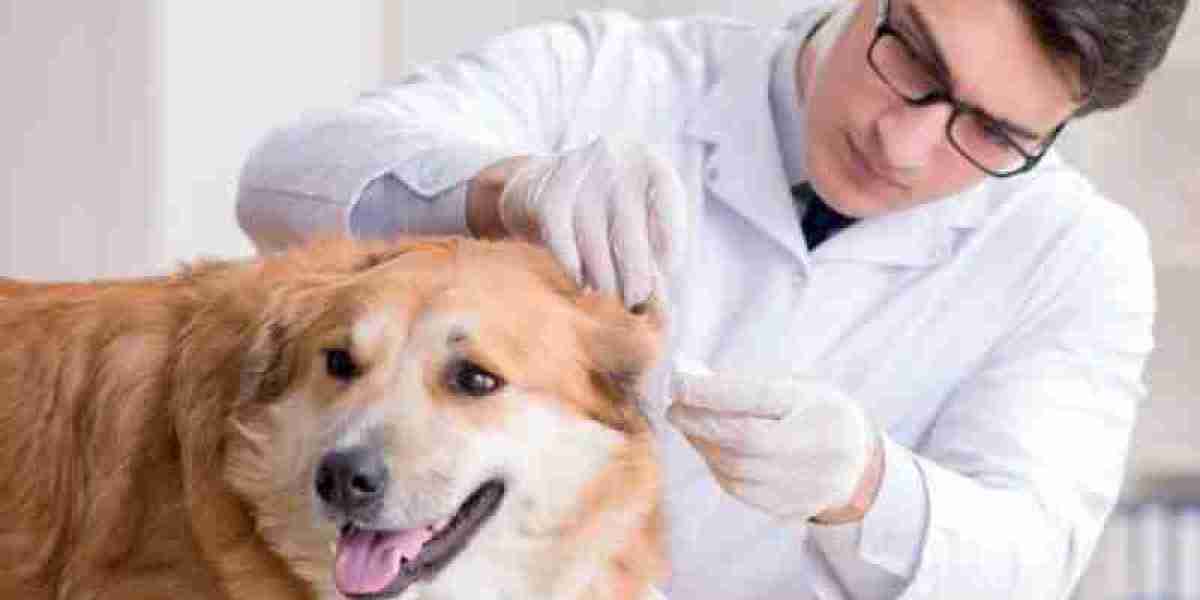 Descubre cómo tratar la lipidosis hepática canina