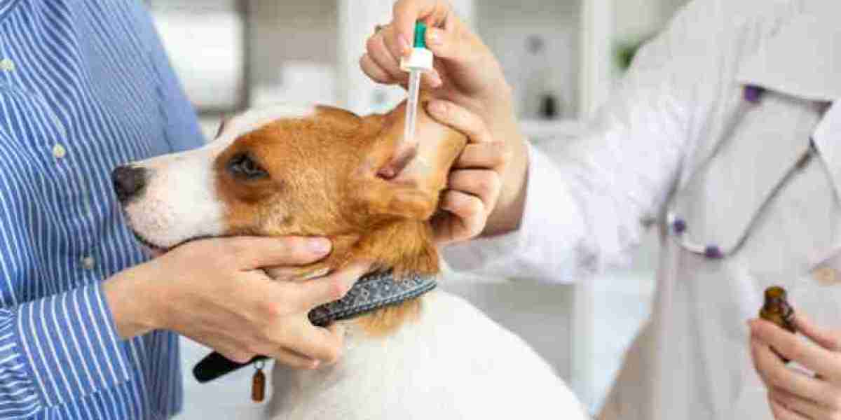 Diagnosing and Treating Liver Disease in Dogs