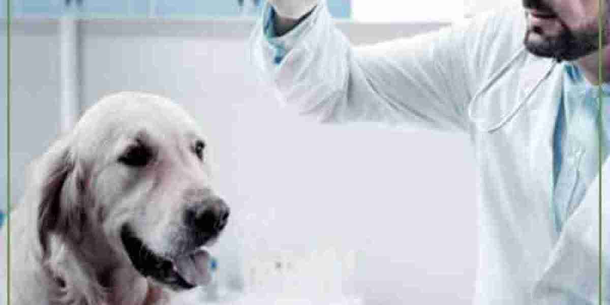 Importance of getting a complete blood count CBC at your pets next physical