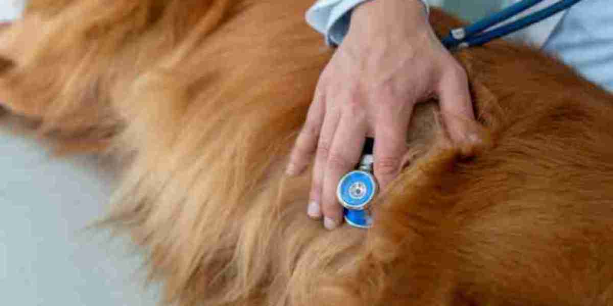 Diagnosis of Cardiovascular Disease in Dogs Diagnosis of Cardiovascular Disease in Dogs